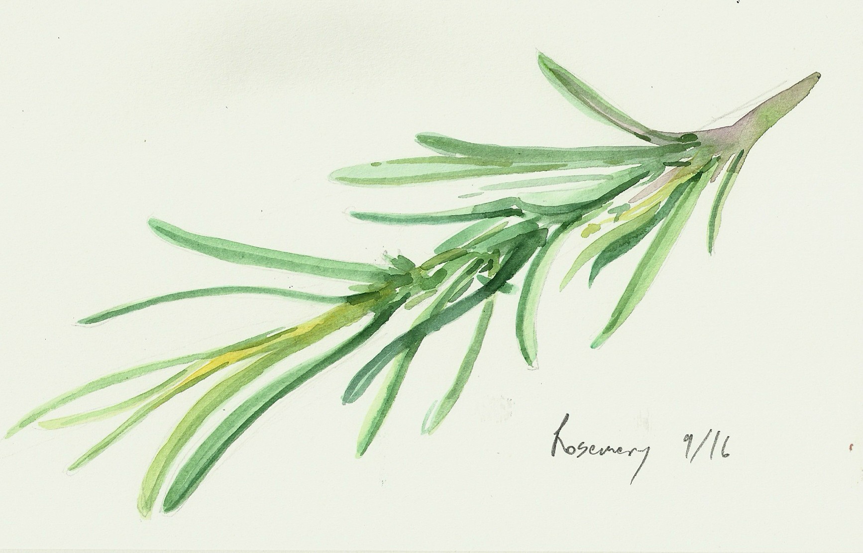 Watercolor Rosemary at PaintingValley.com | Explore collection of ...