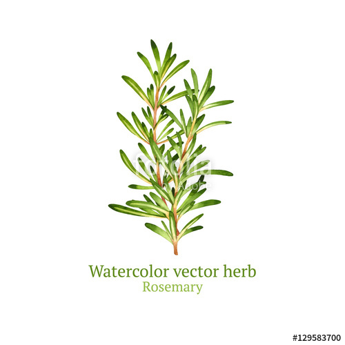 500x500 Watercolor Vector Rosemary Stock Image And Royalty Free Vector - Watercolor Rosemary