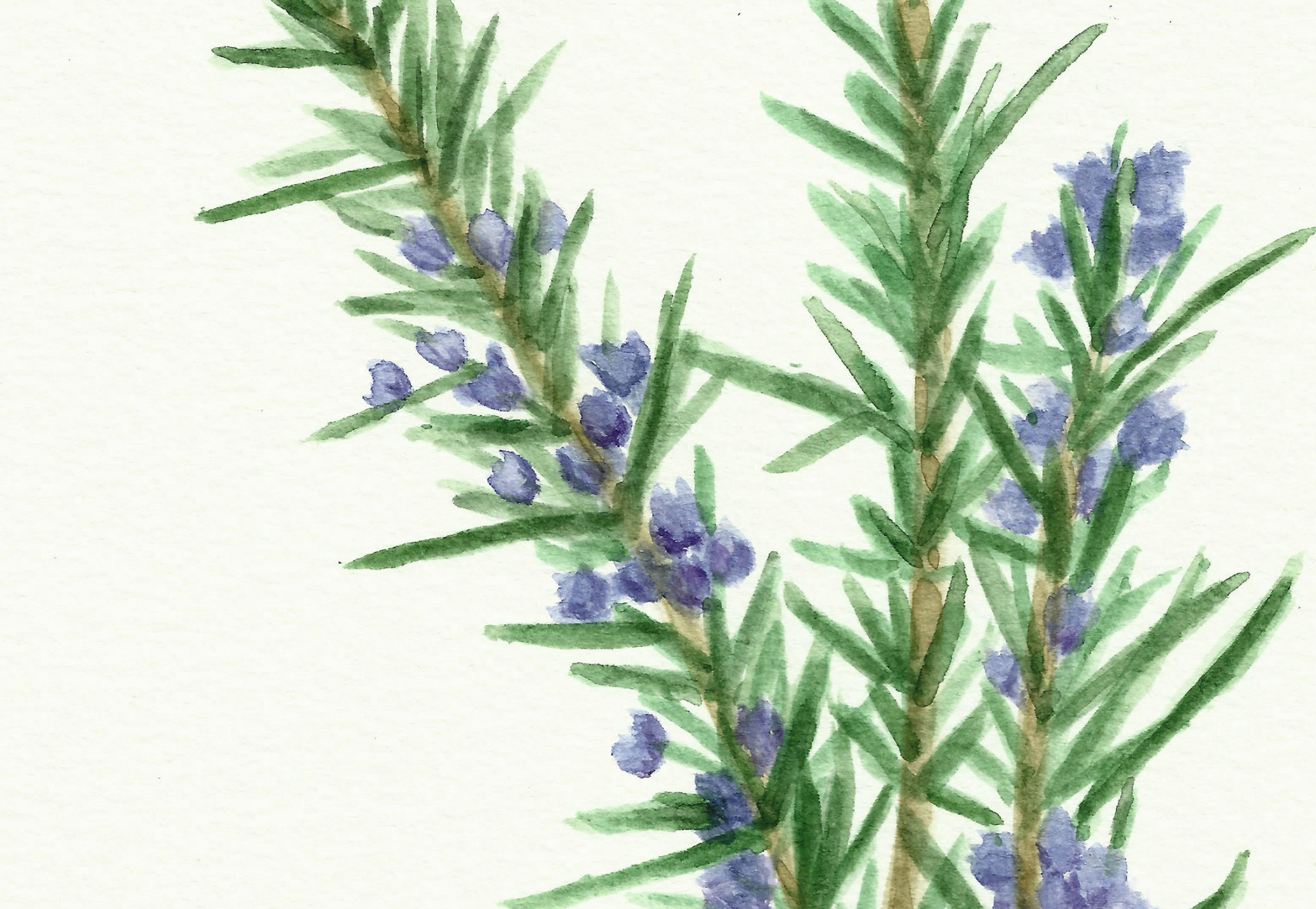 1566x1082 Free Herb Watercolor Printables Rosemary And Oregano! - Watercolor Rosemary