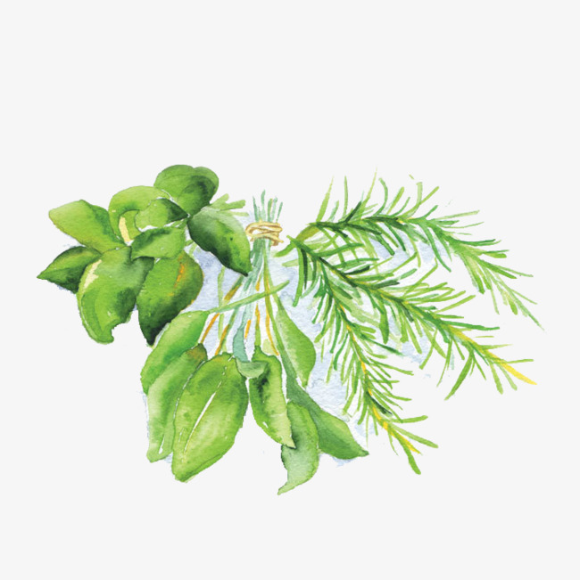650x651 Hand Painted Watercolor Rosemary, Watercolor Clipart, Hand Painted - Watercolor Rosemary