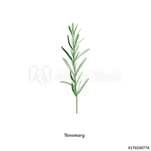 500x500 Handpainted Watercolor Poster With Rosemary - Watercolor Rosemary