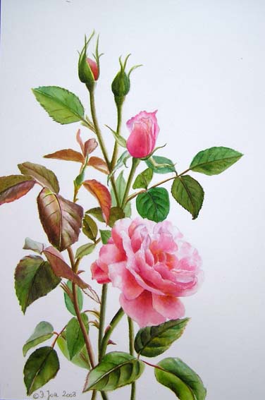376x567 How To Paint A Rose - Watercolor Roses Images