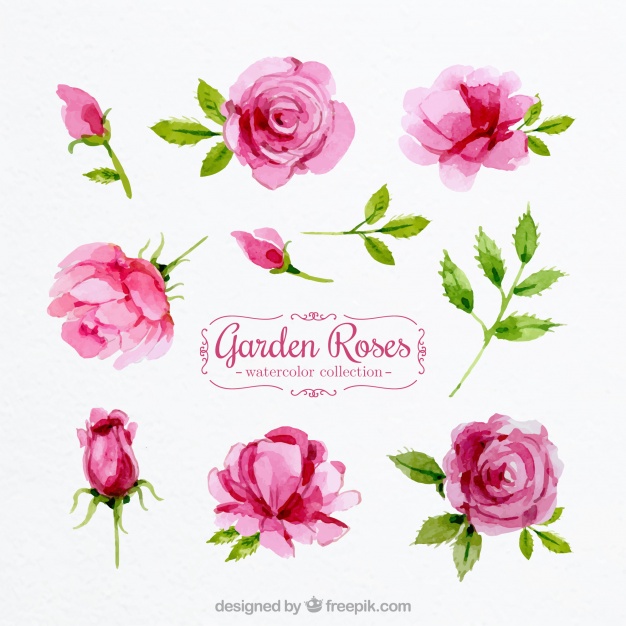 626x626 Set Of Watercolor Roses Vector Free Download - Watercolor Roses Images