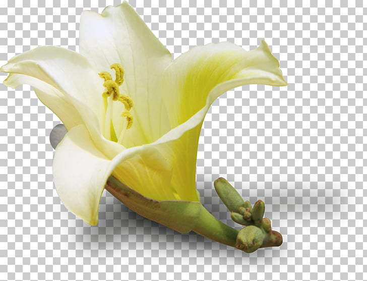 728x557 Santa Claus !!! Lilium Watercolor Flowers Watercolor Painting - Watercolor Santa Claus