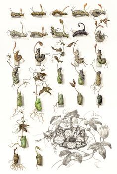 236x351 The 65 Best Scientific Illustration Images Science - Watercolor Science