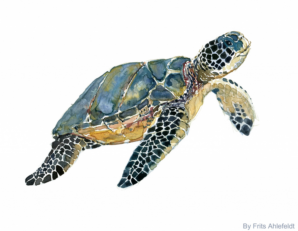 Watercolor Sea Animals at PaintingValley.com | Explore collection of ...