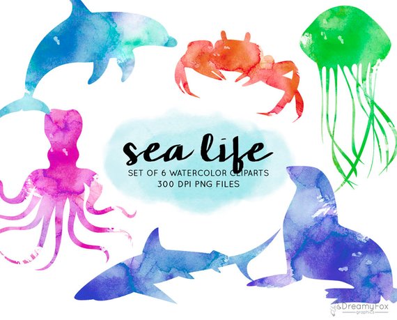 570x459 Sea Animals Watercolor Clipart Watercolor Ocean Life Clipart Etsy - Watercolor Sea Animals
