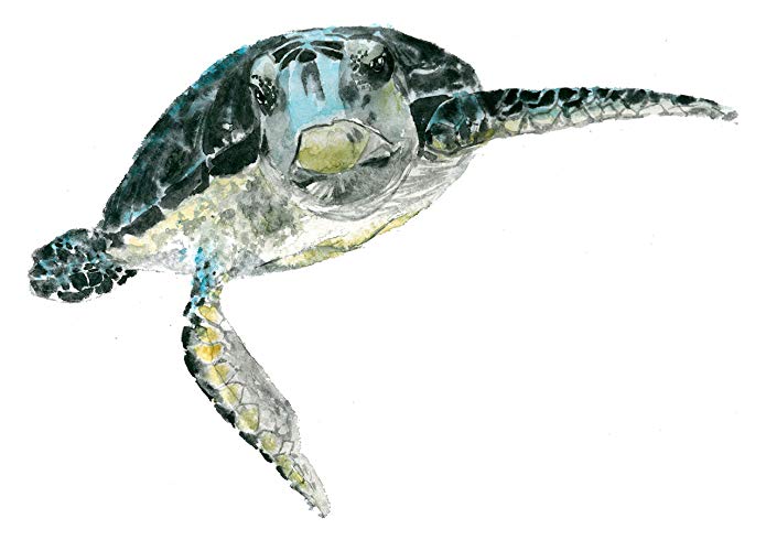 695x500 Sea Turtle Art Print (8x10). - Watercolor Sea Animals