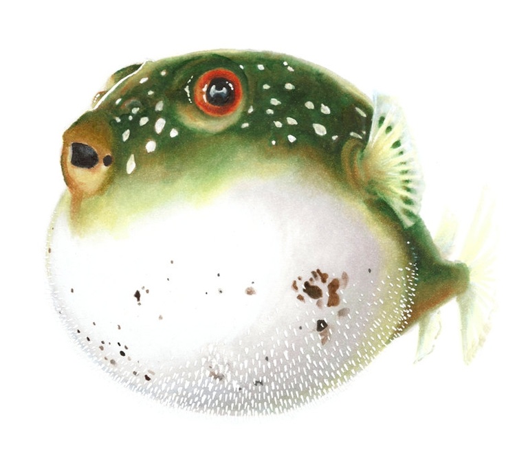 736x664 Blowfish Clipart Ocean Animal - Watercolor Sea Animals