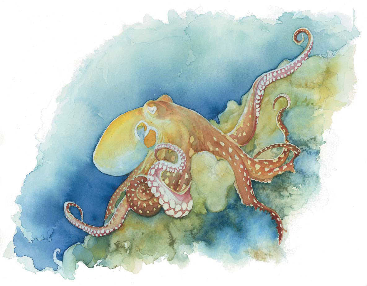 1185x924 Life Under The Sea Watercolor Octopus - Watercolor Sea Creatures