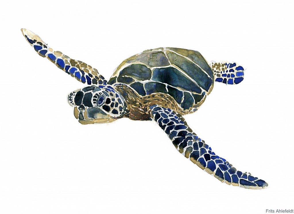 1024x745 Sea Turtle Watercolor Sketch Amazing, Ancient Creatures, - Watercolor Sea Creatures