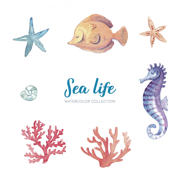 626x626 Sea Life Watercolor Collection Vector Free Download - Watercolor Sea Life