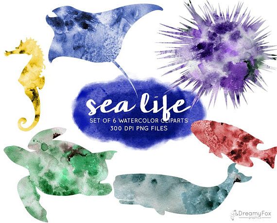 570x459 Set Of 6 Watercolor Sea Life Cliparts, Sea Animals Digital Image - Watercolor Sea Life