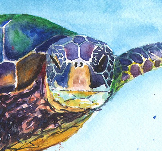 570x531 Turtle Watercolor Sea Life Art Sea Turtle Print Marine Etsy - Watercolor Sea Life