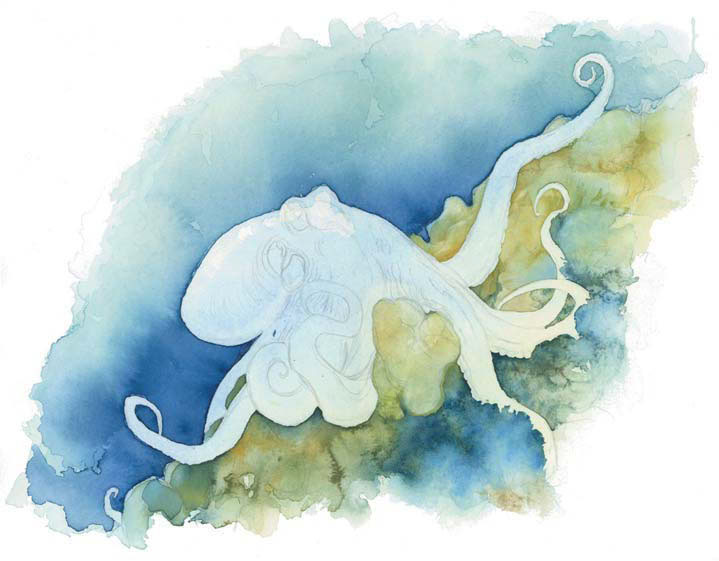 719x561 Life Under The Sea Watercolor Octopus - Watercolor Sea Life
