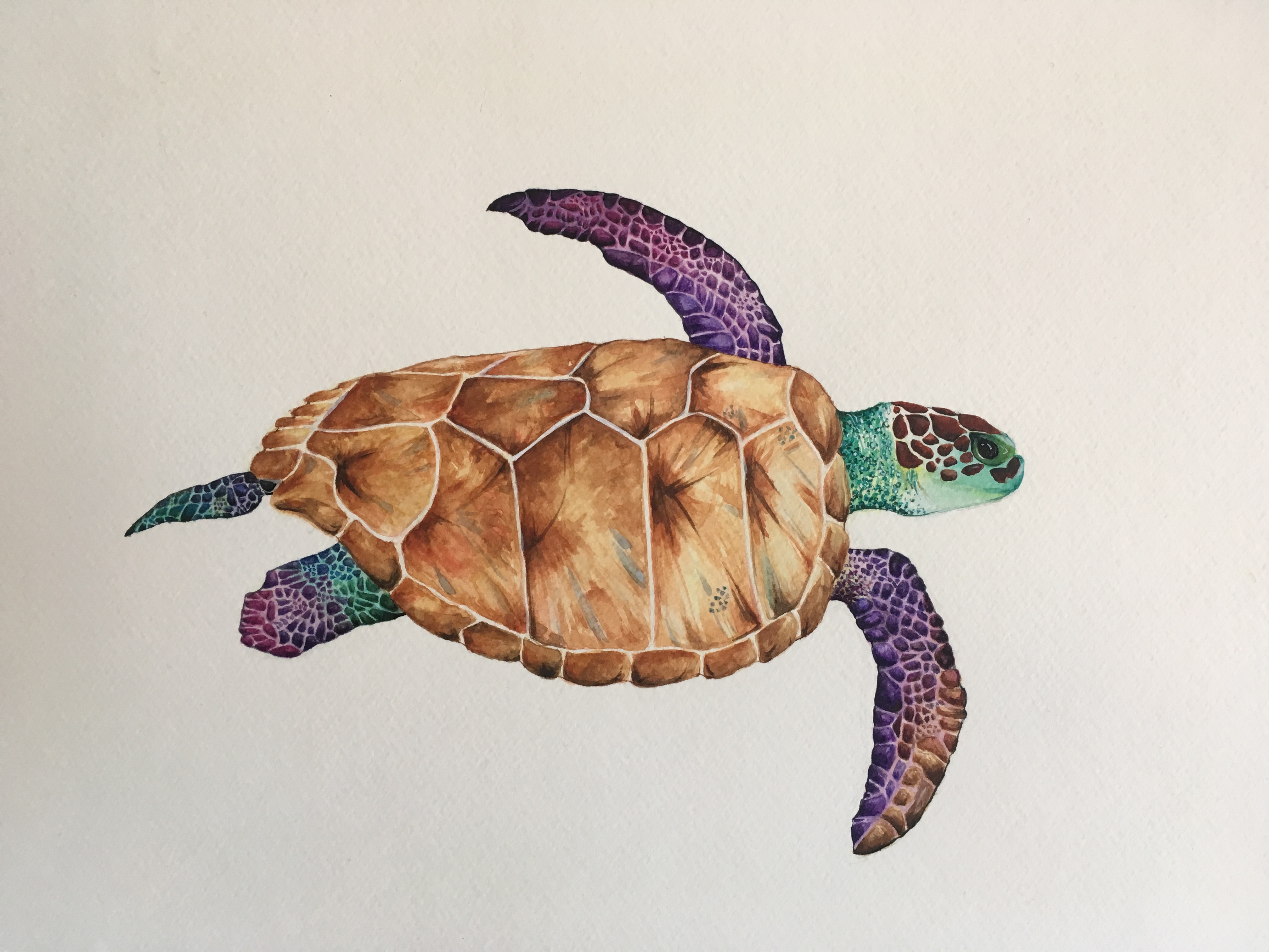 4032x3024 Watercolor Sea Turtle 21x30cm - Watercolor Sea Turtle