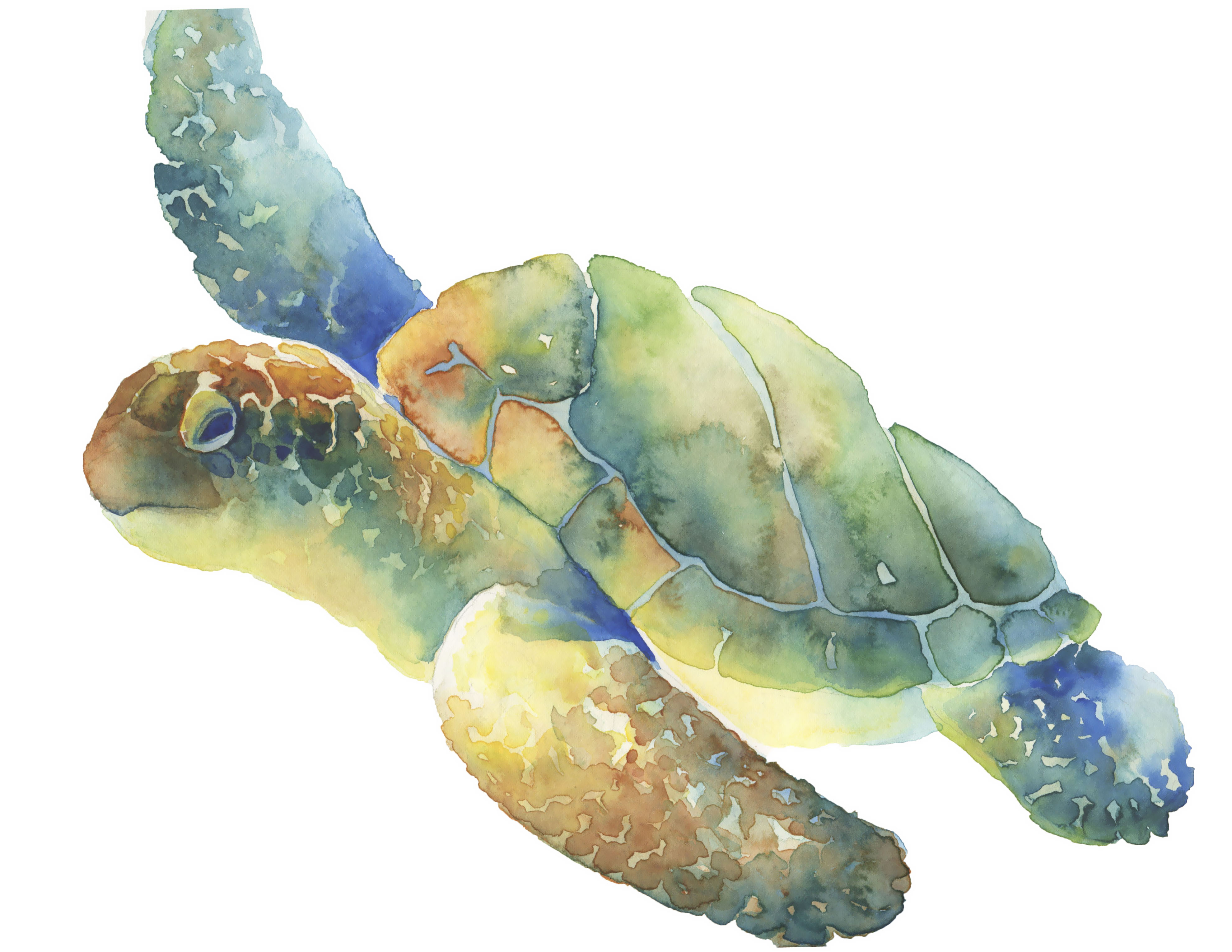 3960x3060 Katrina Pete - Watercolor Sea Turtle