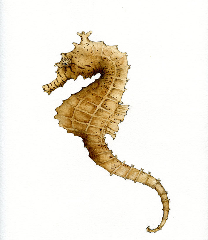 710x817 How To Draw And Paint A Seahorse Step By Step - Watercolor Seahorse