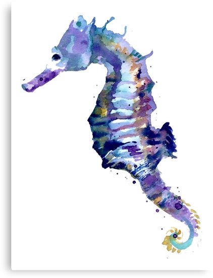422x550 Watercolor Seahorse Canvas Prints By Megsiev Redbubble - Watercolor Seahorse