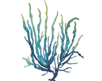 340x270 Popular Items For Seaweed Watercolor On Etsy Tattoos - Watercolor Seaweed