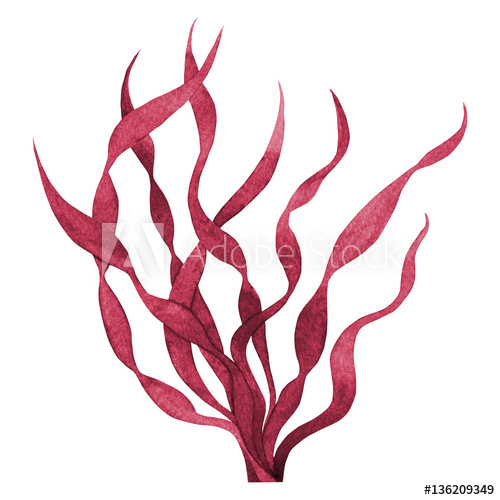 500x500 Red Seaweed Watercolor Hand Painted Element Isolated On White - Watercolor Seaweed