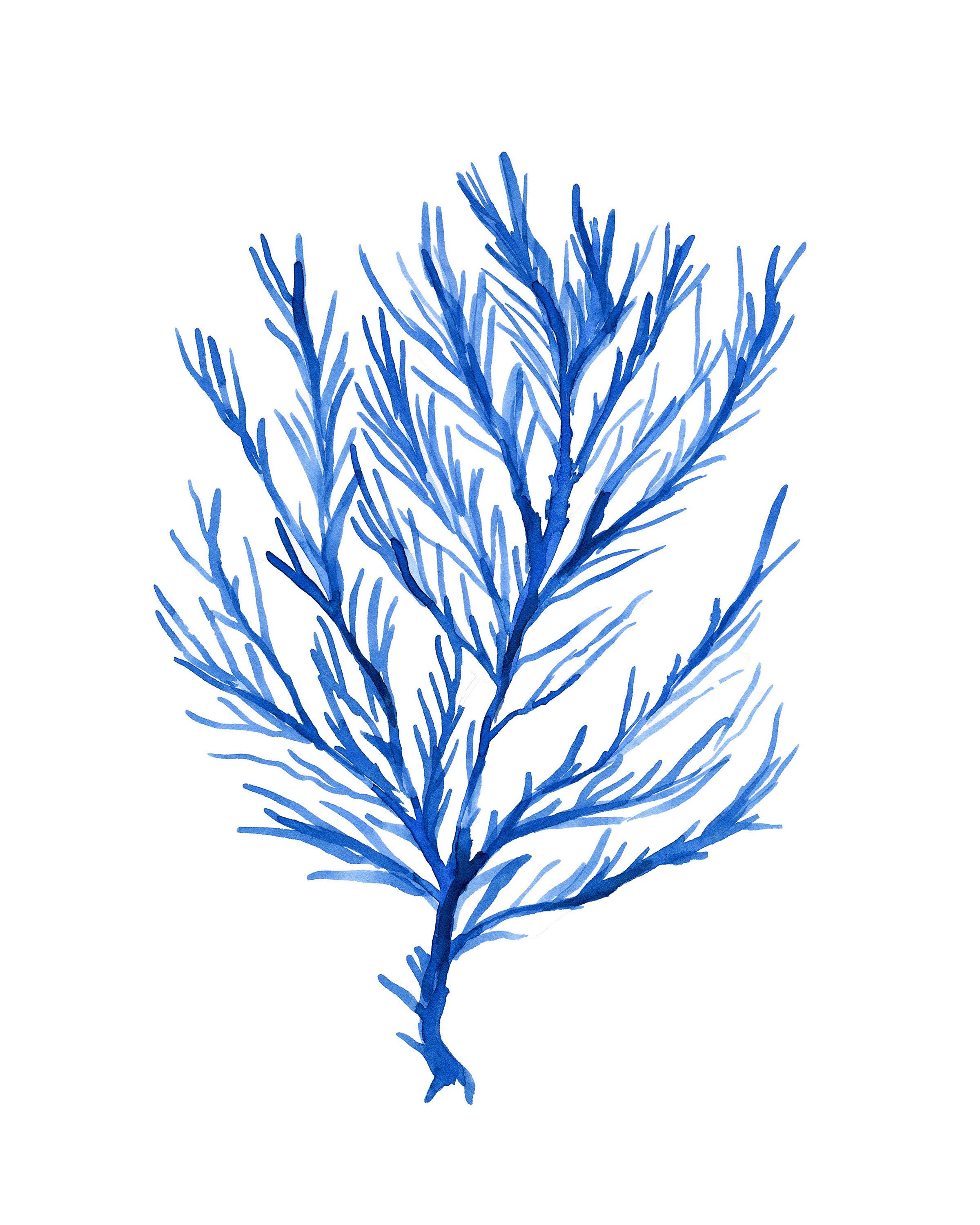 2400x3000 Seaweed No.103 Blue Watercolor Print, Watercolor Sea Life Art - Watercolor Seaweed