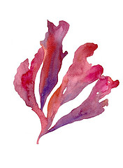 176x240 Seaweed Clipart Pink - Watercolor Seaweed