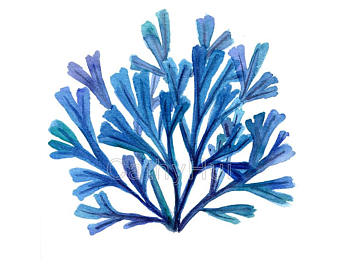 340x270 Seaweed Painting Etsy - Watercolor Seaweed