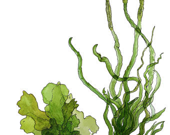 340x270 Seaweed Print Etsy - Watercolor Seaweed