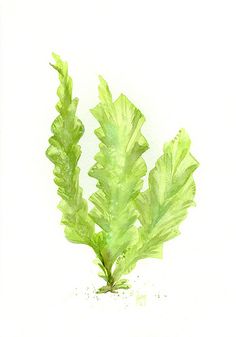 236x337 Sway - Watercolor Seaweed