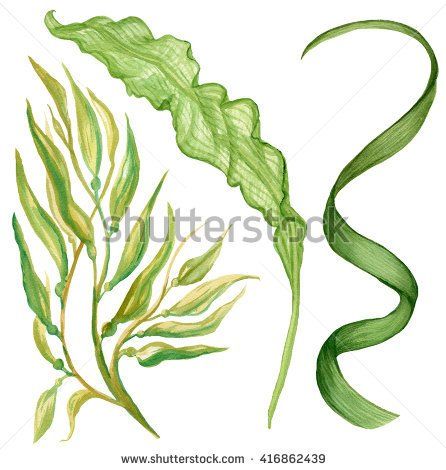 446x470 Watercolor Illustration Of Seaweed Gifts For Friends - Watercolor Seaweed