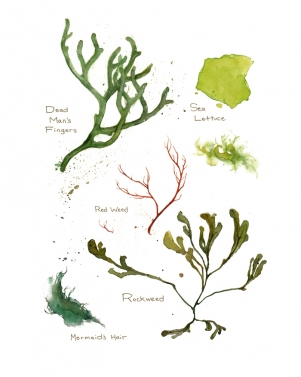 301x377 Seaweed Watercolor David Scheirer Watercolors - Watercolor Seaweed