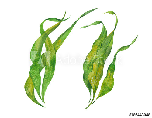 500x391 Watercolor Seaweed Kelp - Watercolor Seaweed