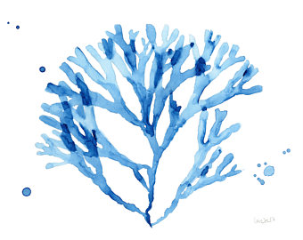340x270 Coral Amp Seaweed Art Print. Watercolor Coral. Watercolor Sea - Watercolor Seaweed