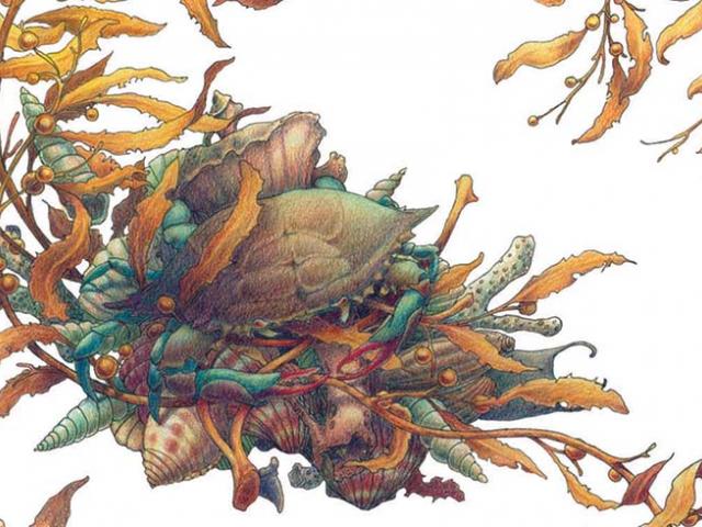 640x480 Drawn Seaweed Watercolor 1 - Watercolor Seaweed