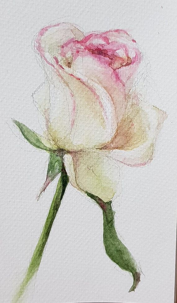 570x971 Rose Original Watercolor Painting Fleurs - Watercolor Security