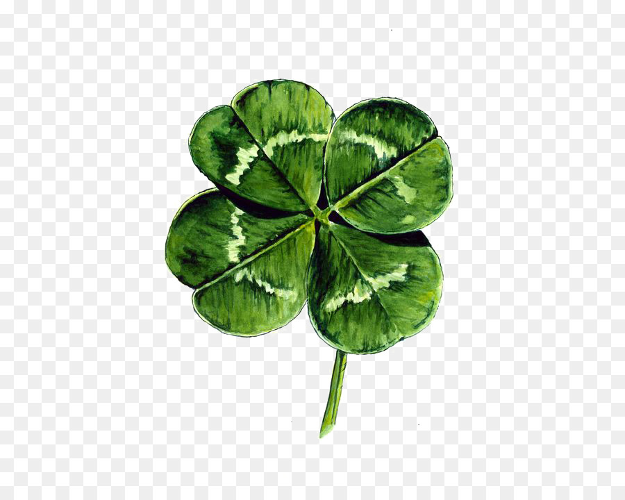 900x720 White Clover Four Leaf Clover Watercolor Painting Drawing - Watercolor Shamrock