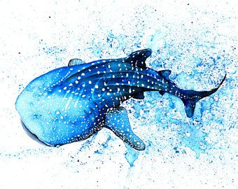 340x270 Image Result For Whale Shark Watercolor Whale Shark Tats - Watercolor Shark