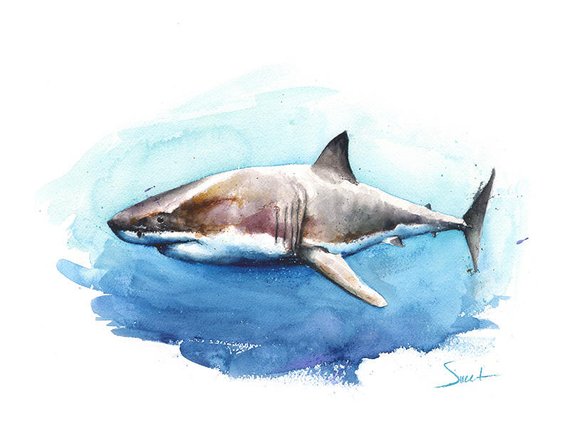 570x430 Shark Painting Watercolor Shark Art Great White Shark Etsy - Watercolor Shark