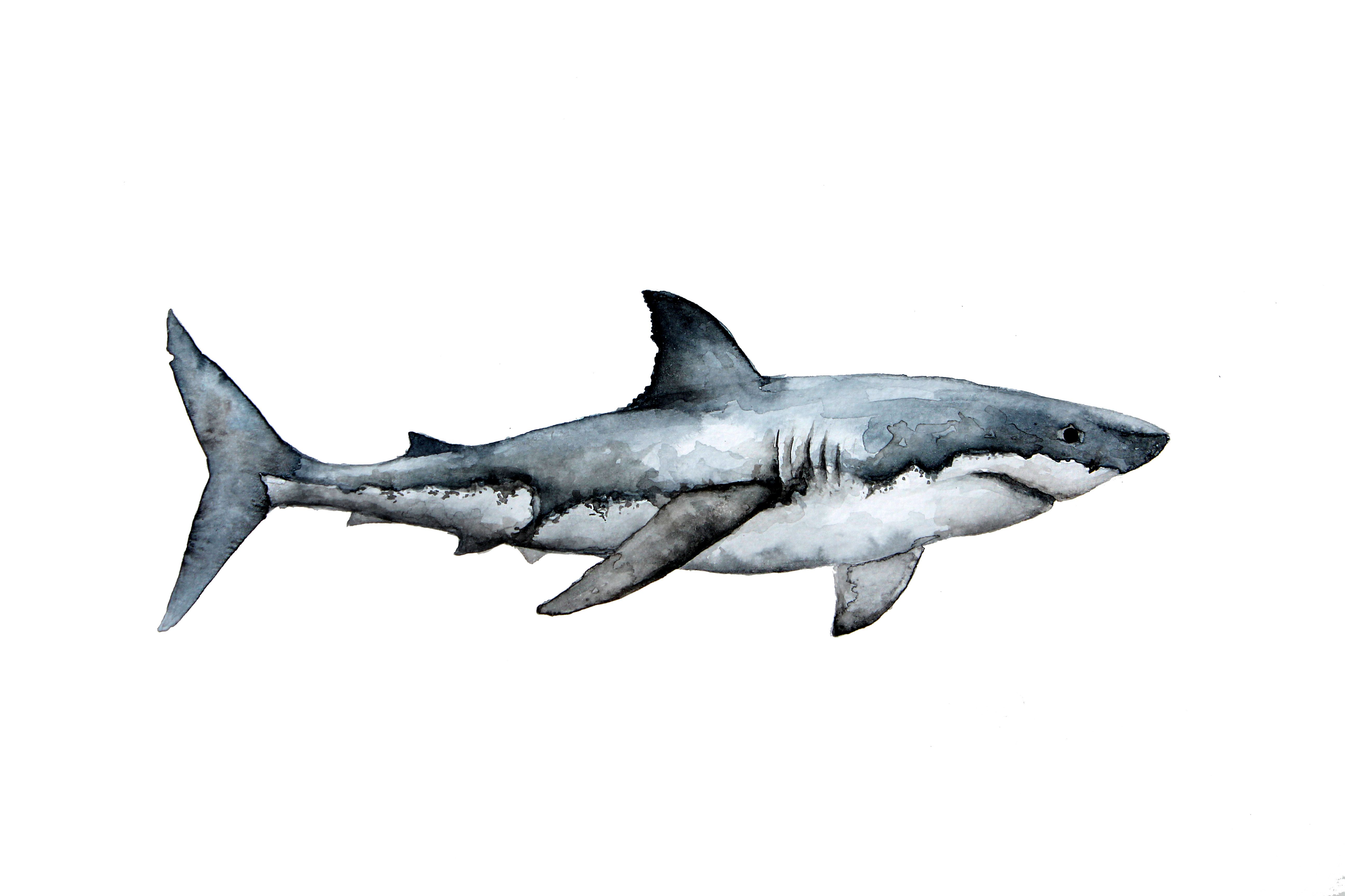 5184x3456 Watercolor Shark By Karla Gp Watercolor Shark - Watercolor Shark
