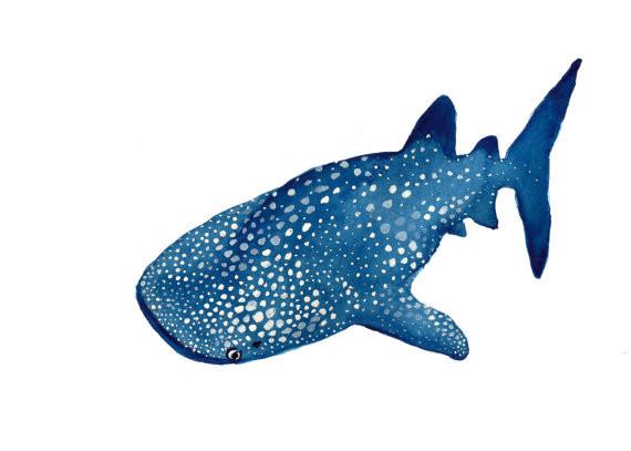570x407 Whale Shark Watercolor Print 5 X 7 - Watercolor Shark
