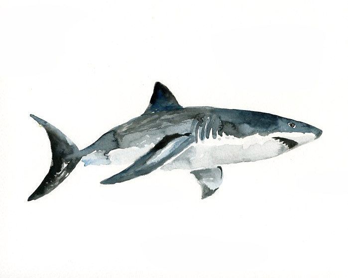 699x558 Watercolor Shark Ile Ilgili Sonucu Watercolor And Colored - Watercolor Shark