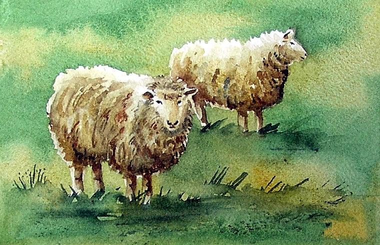 760x491 Sheep Watercolor Portrait Painting By Olde Time Mercantile - Watercolor Sheep