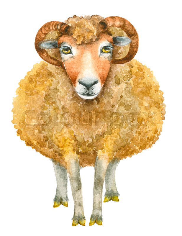 617x800 Watercolor Sheep Isolated On White Background. Hand Drawn - Watercolor Sheep