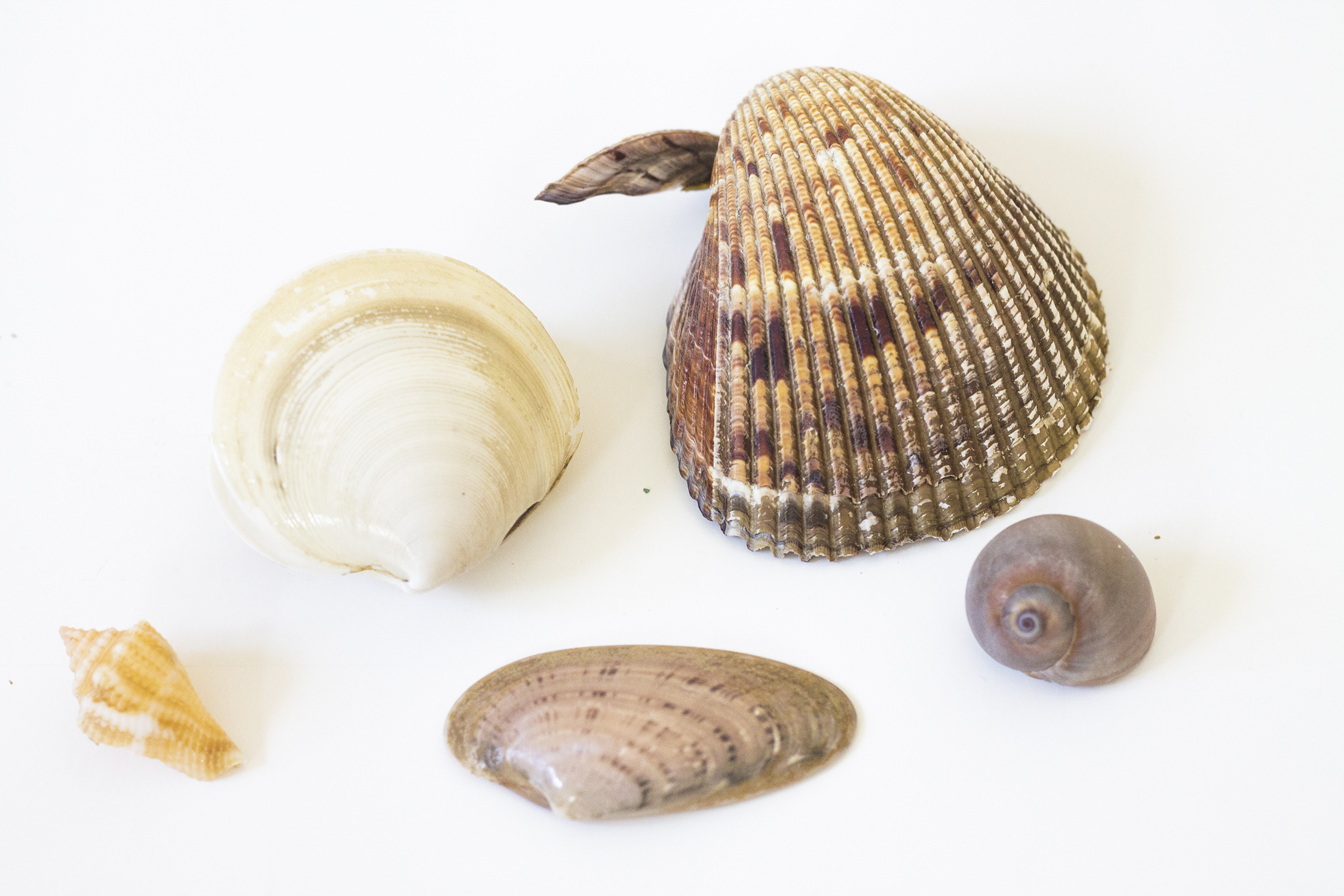 2250x1500 How To Paint Seashells In Watercolor 3 Painting Tutorials - Watercolor Shells