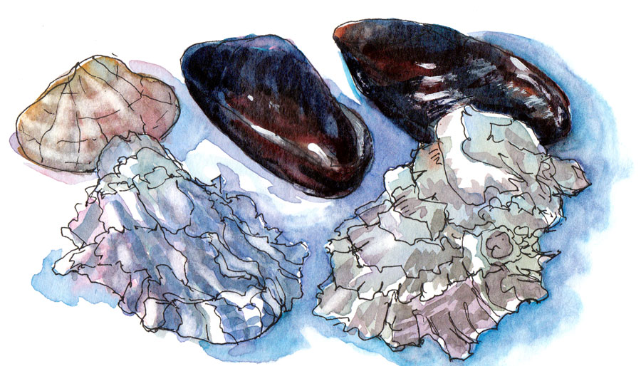 900x514 Sea Shells Accidental Watercolor Texture Jana Bouc, Artist - Watercolor Shells
