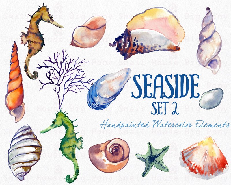 800x640 Watercolor Sea Shells Clipart, Instant Digital Download, Hand - Watercolor Shells