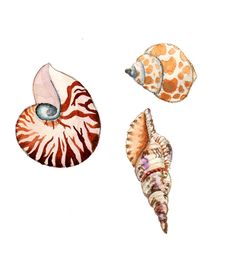 236x256 Watercolor Seashells Paintings - Watercolor Shells