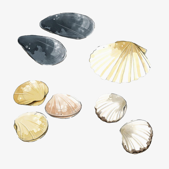 650x651 Watercolor Shell Png, Vectors, Psd, And Clipart For Free Download - Watercolor Shells