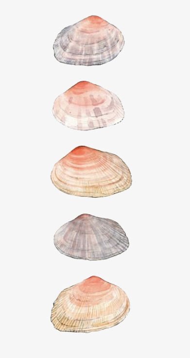 391x735 Watercolor Shells, Watercolor Clipart, Watercolor, Shell Png Image - Watercolor Shells